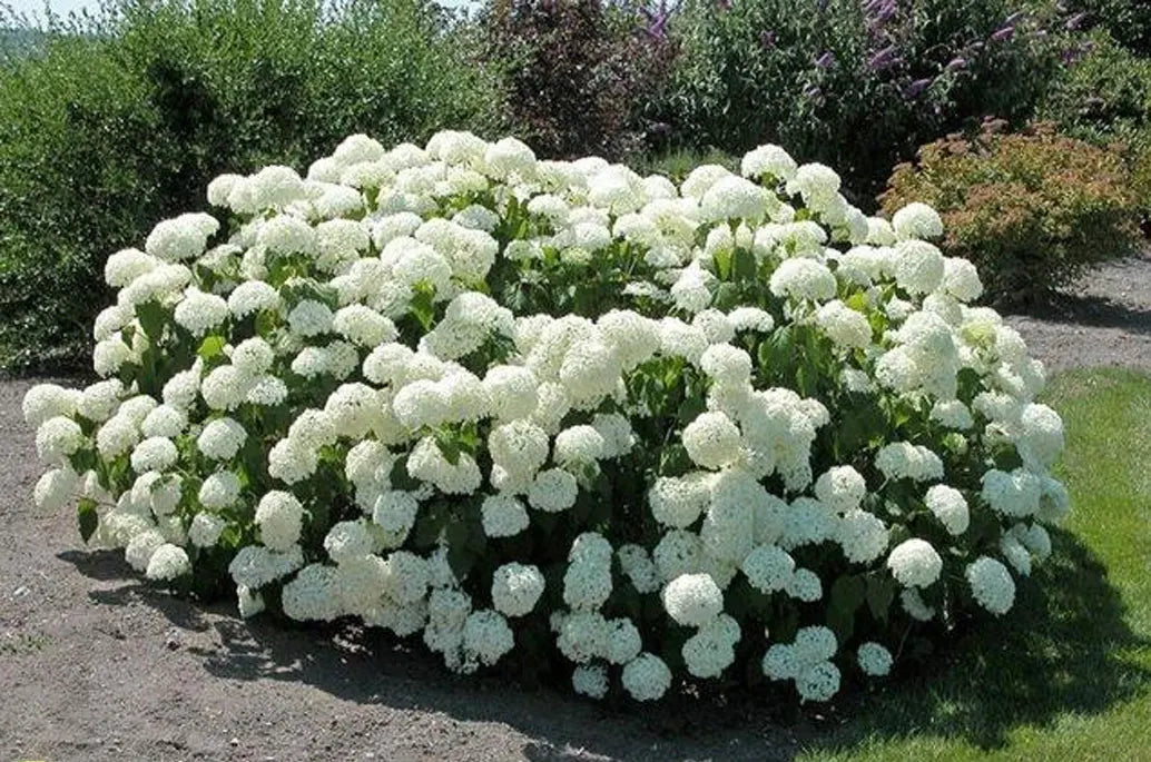 Smooth Hydrangeas