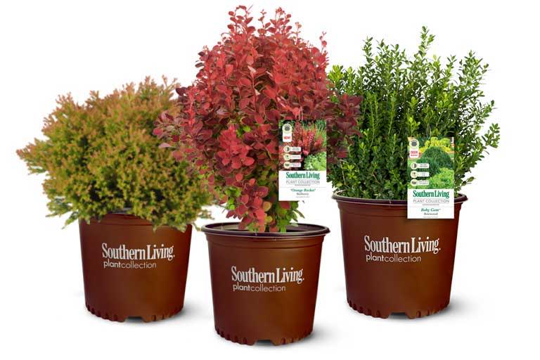 Southern Living Plants