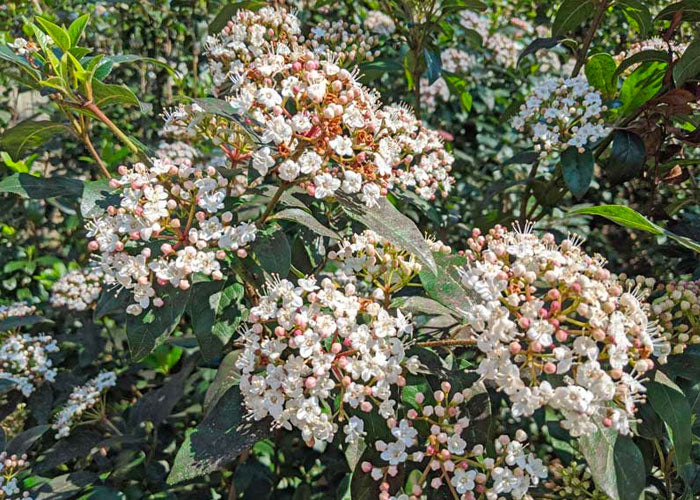 spring bouguet viburnum