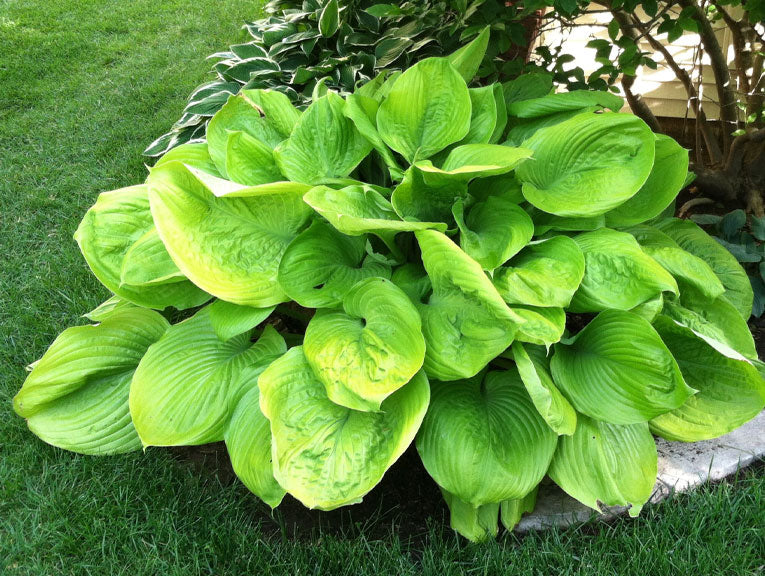 sum and substance hosta