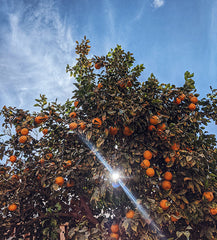 how to grow orange trees - sunlight through orange tree