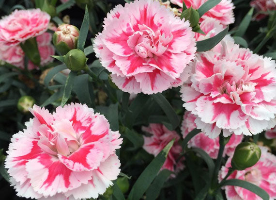 super trouper pink dianthus