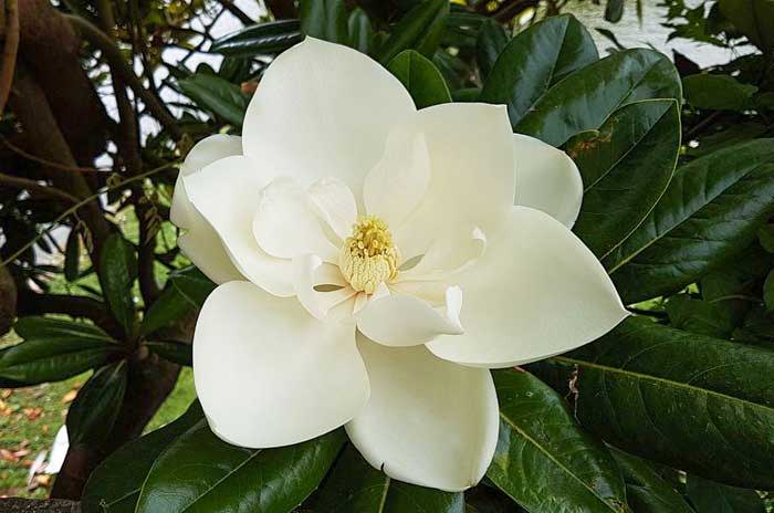 sweetbay magnolia