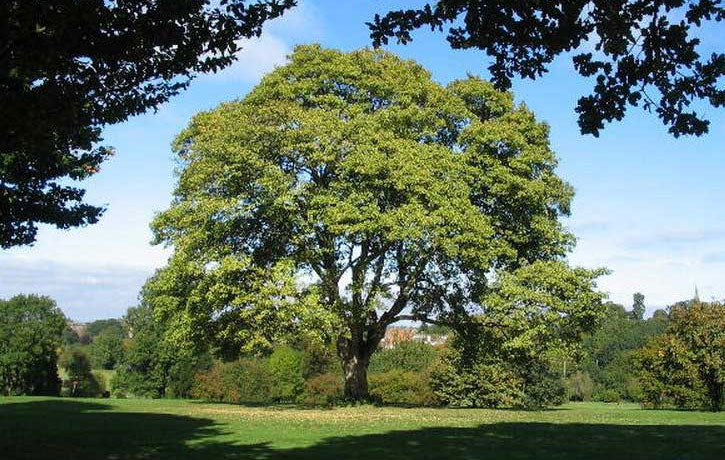 Sycamore Tree