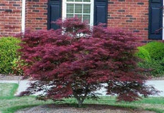 Tamukeyama Japanese Maple