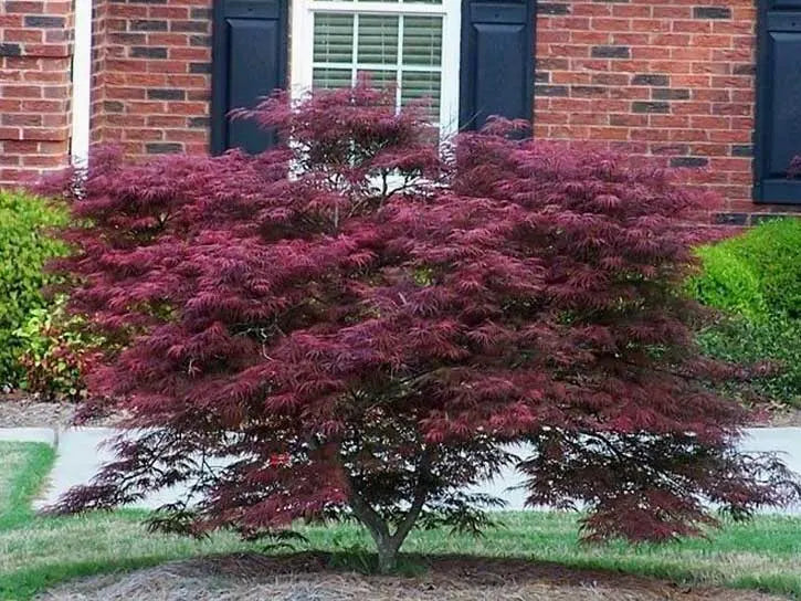 Weeping Tamukeyama Japanese Maple