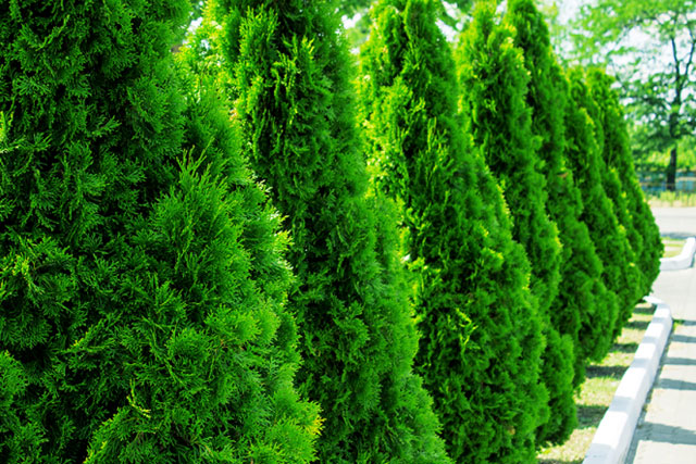 which evergreen trees are deer resistant plants?