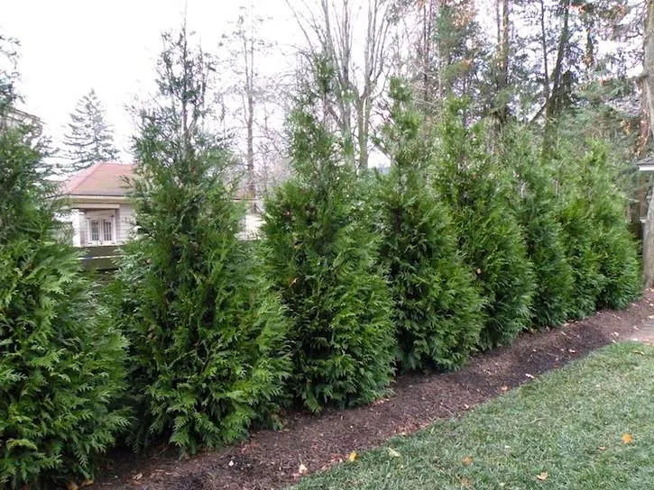 thuja landscaping uses