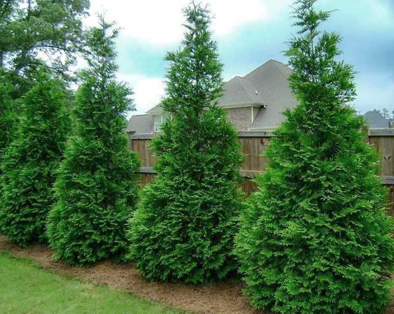 thuja green giant