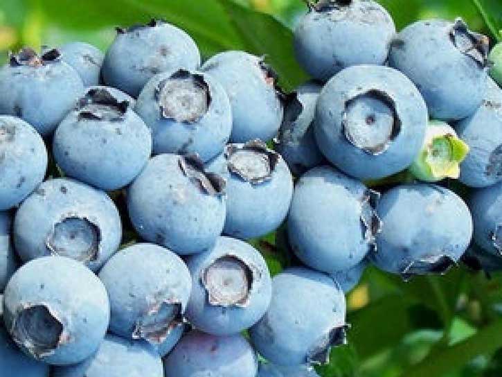 toro blueberry bush