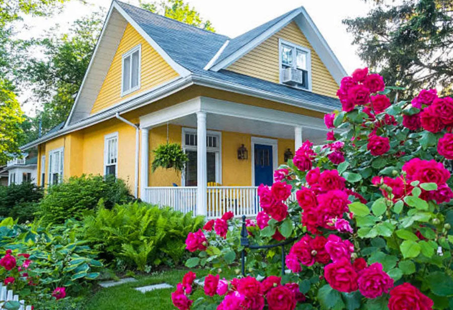 transplanting flowering shrubs