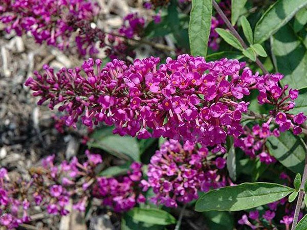 tutti fruitti butterfly bush