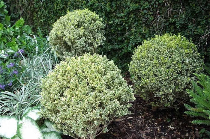 variegated boxwood