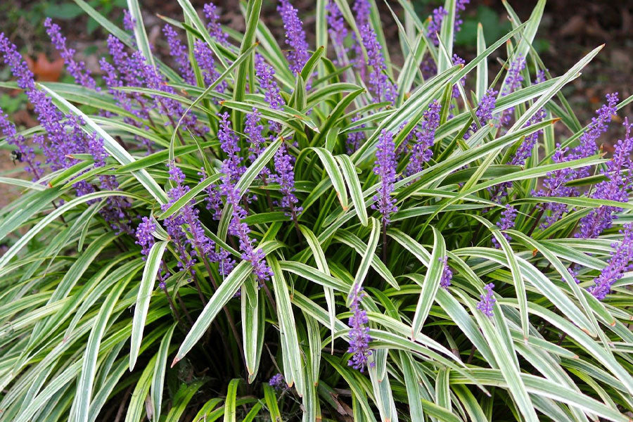 variegated liriope