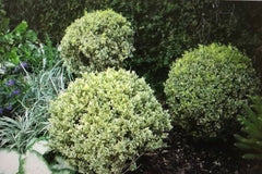 Varigated boxwood