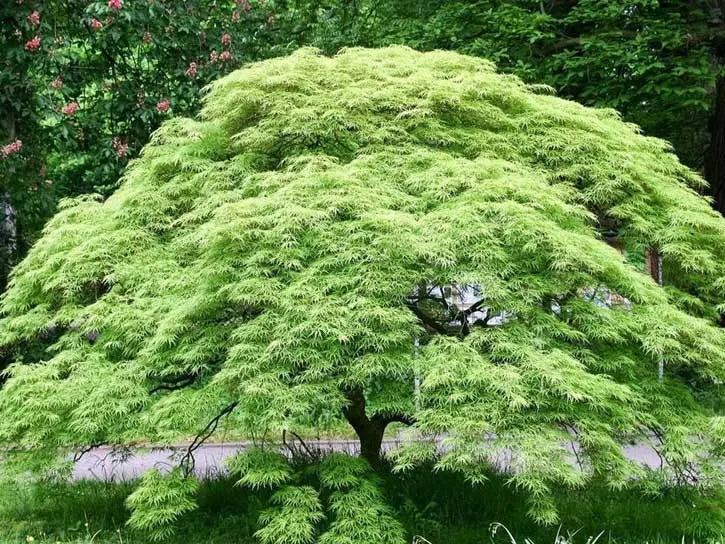 Weeping Viridis Japanese Maple