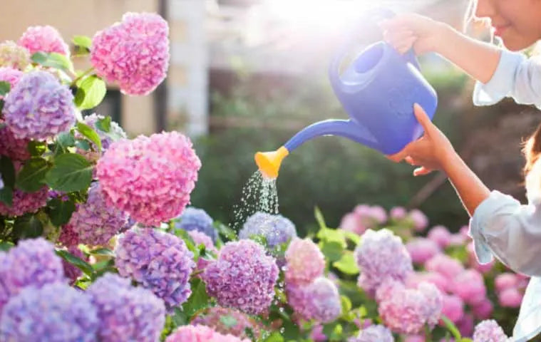 watering hydrangeas