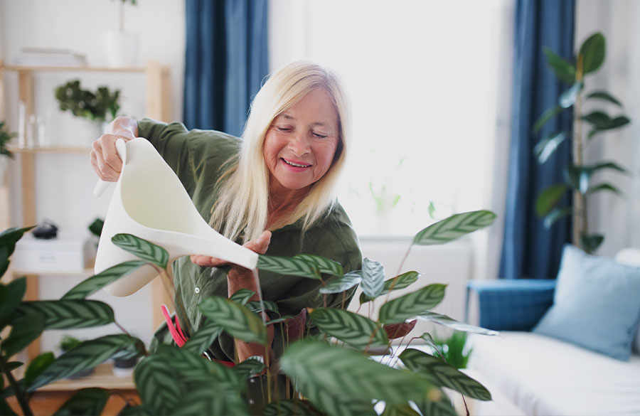 how to water house and patio plants