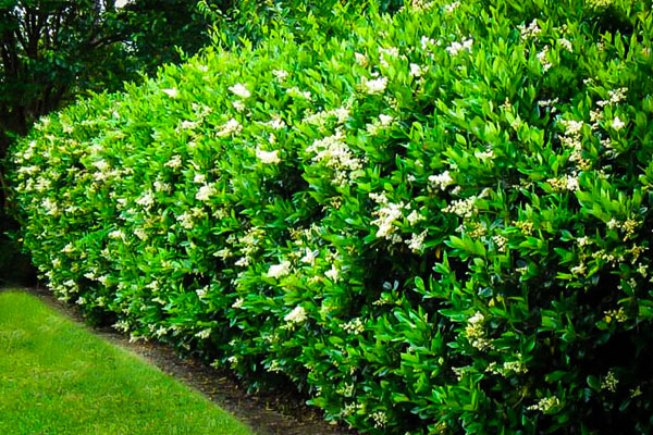 wavy leaf ligustrum