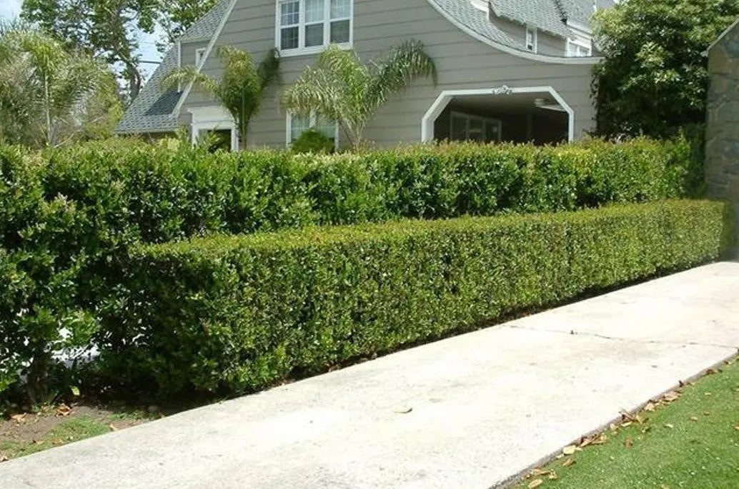 wavy leaf ligustrum