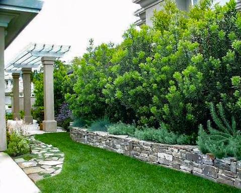 plants for privacy - wax myrtle