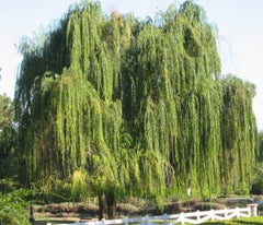 weeping-willow-tree