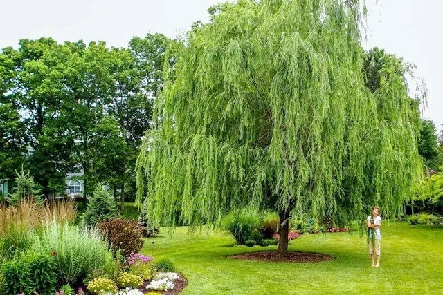 weeping willow