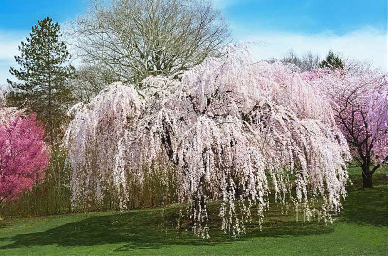 weeping yoshino cherry tree