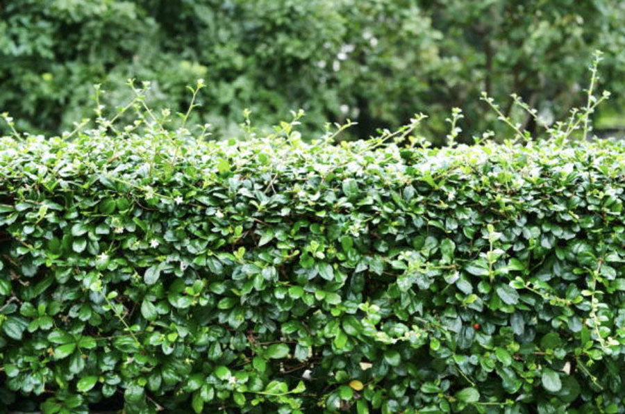 when to prune boxwoods