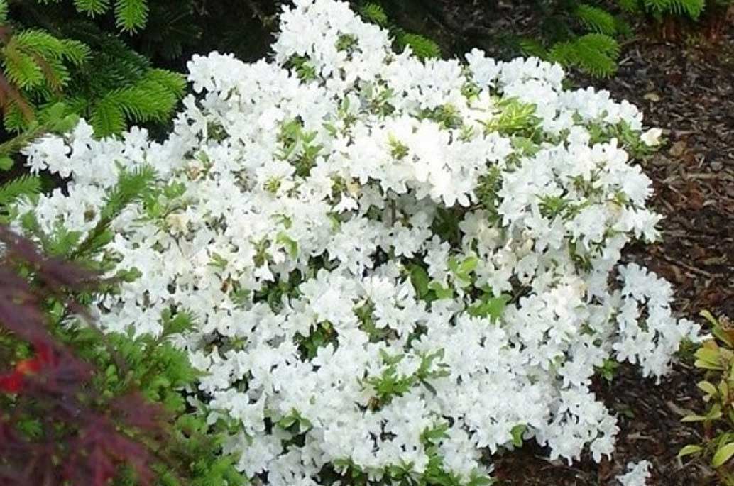 White Azaleas