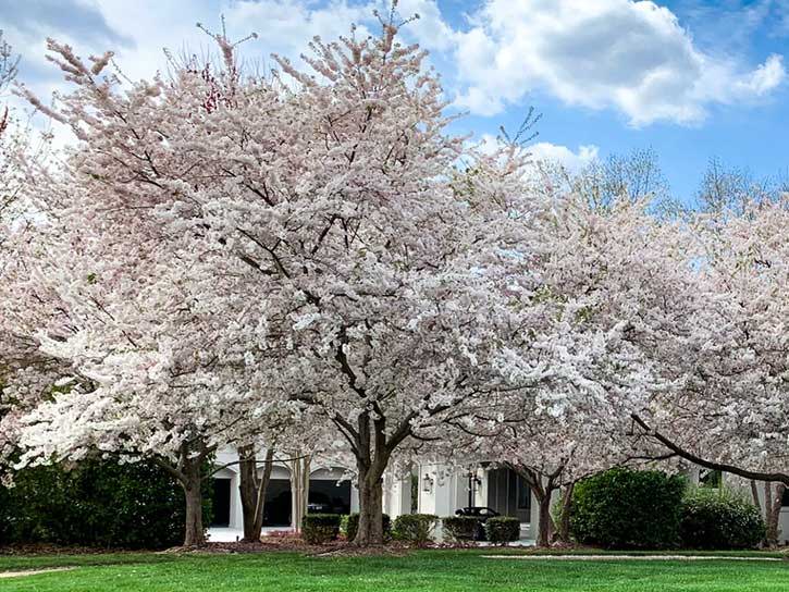 White Flowering Trees