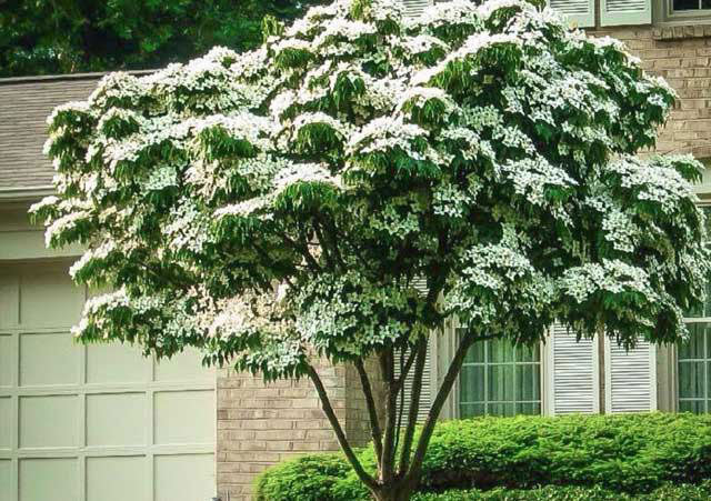 white kousa dogwood