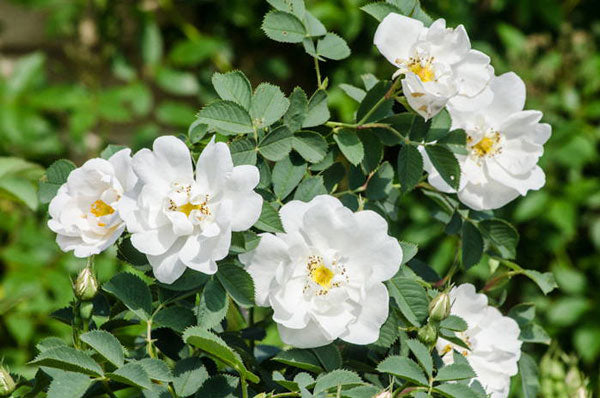 white rose trees