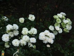 white drift rose