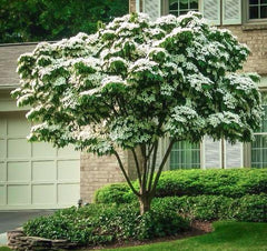 white kousa dogwood tree