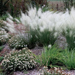 mass - white cloud muhly grass