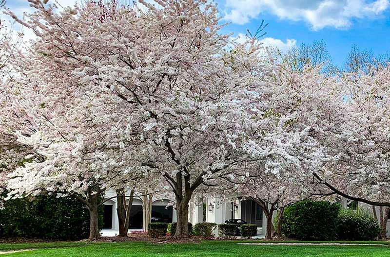 yoshino cherry tree