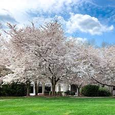 Yoshino Cherry Tree