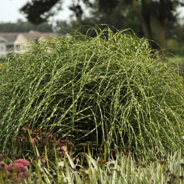 miscanthus little zebra