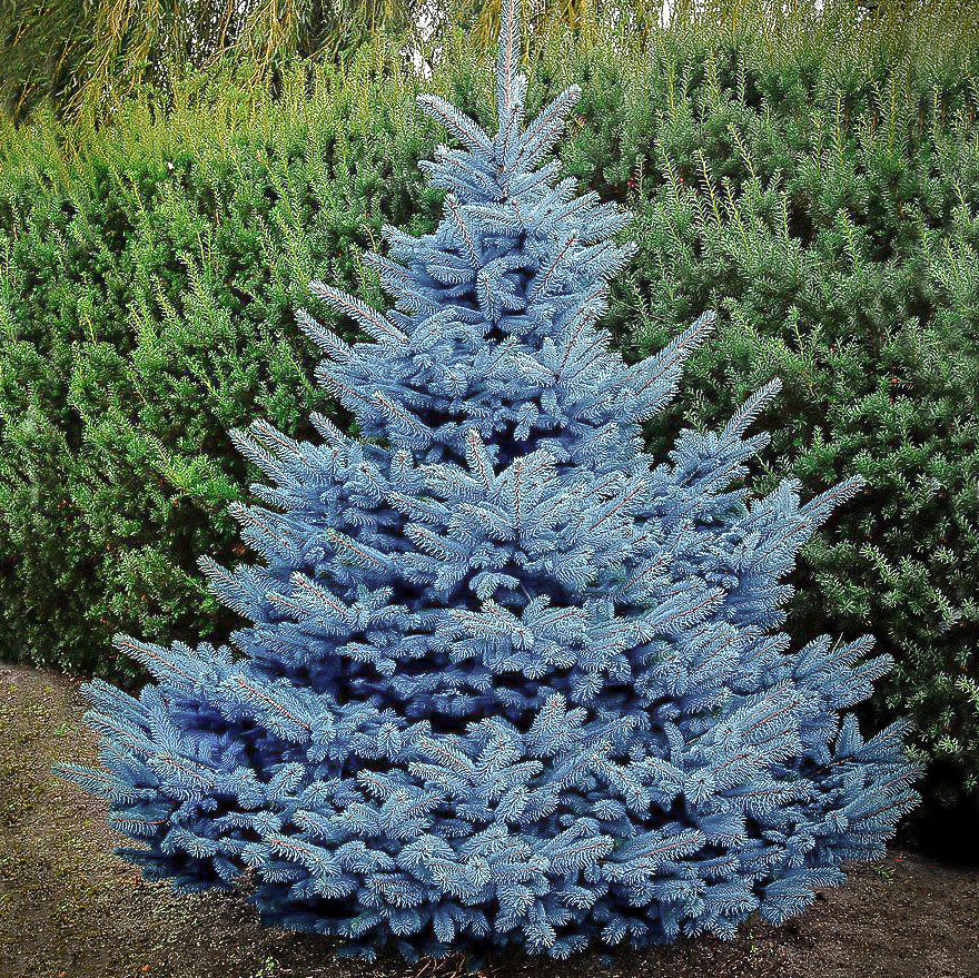 dwarf blue spruce in landscape