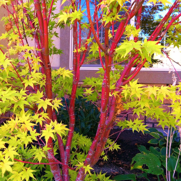 Coral Bark Japanese Maple product