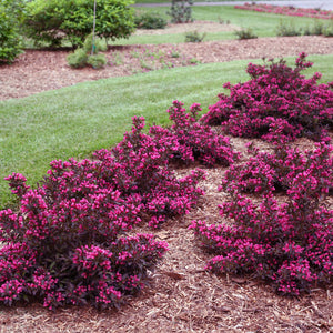 Image of Lilacs spilled wine weigela companion plant