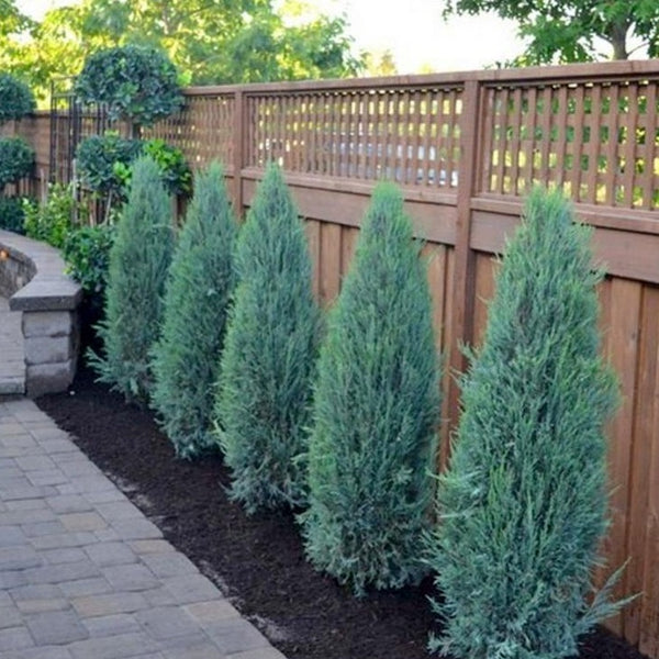 Blue Arrow Juniper - 1-2 Feet - PlantingTree