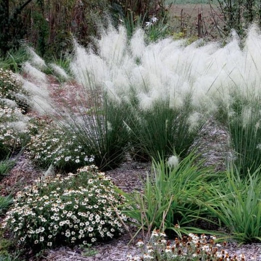 White Cloud Muhly Grass | PlantingTree - PlantingTree