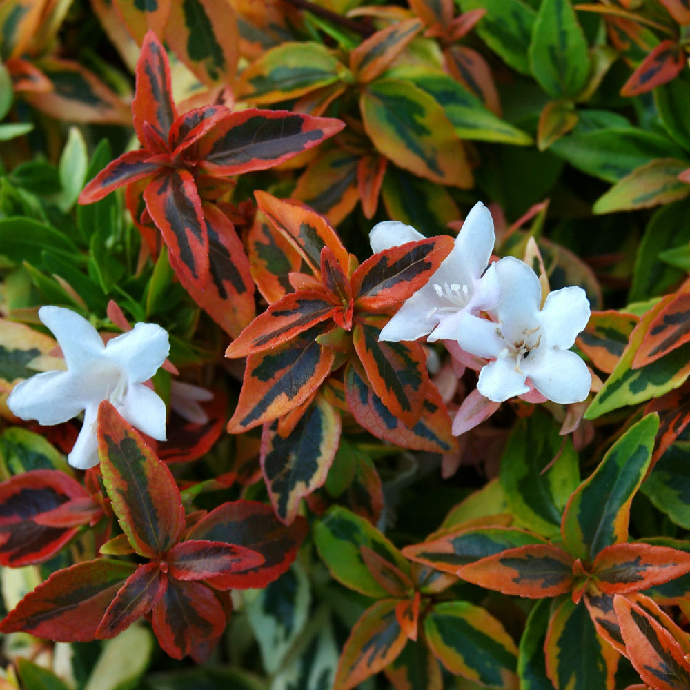 pictures of kaleidoscope abelia