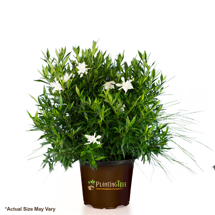 Frost Proof Gardenia — PlantingTree.com