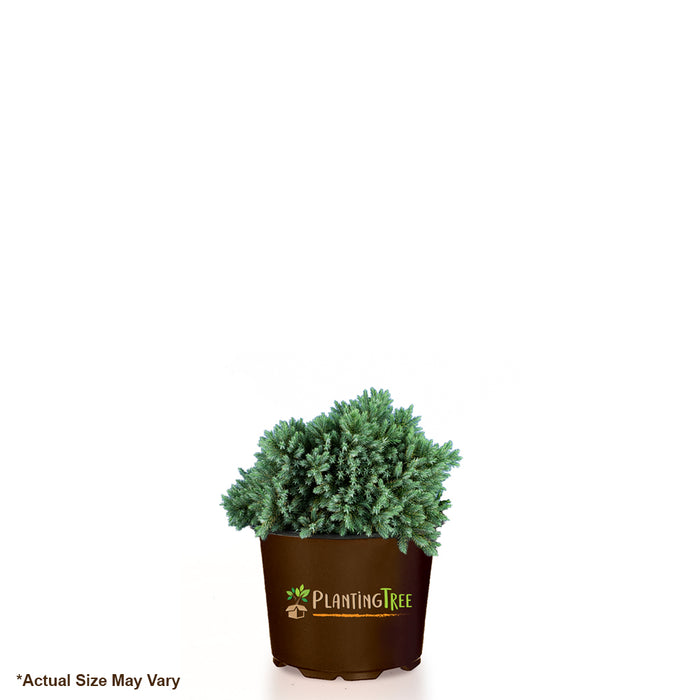 Proven Winners Colorchoice Plant Of The Week Plant Of The Week