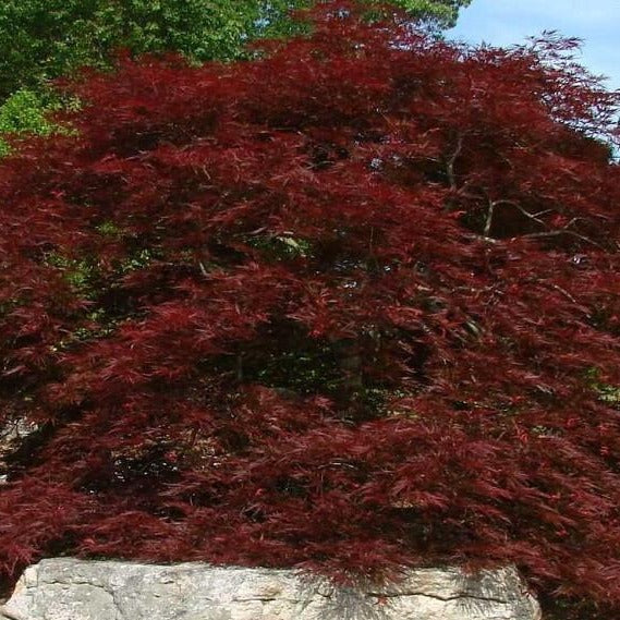 red dragon japanese maple care