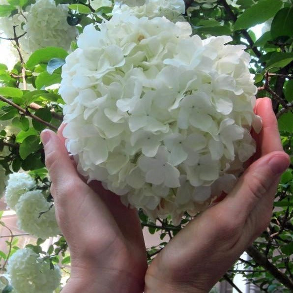 chinese-snowball-bush-plantingtree