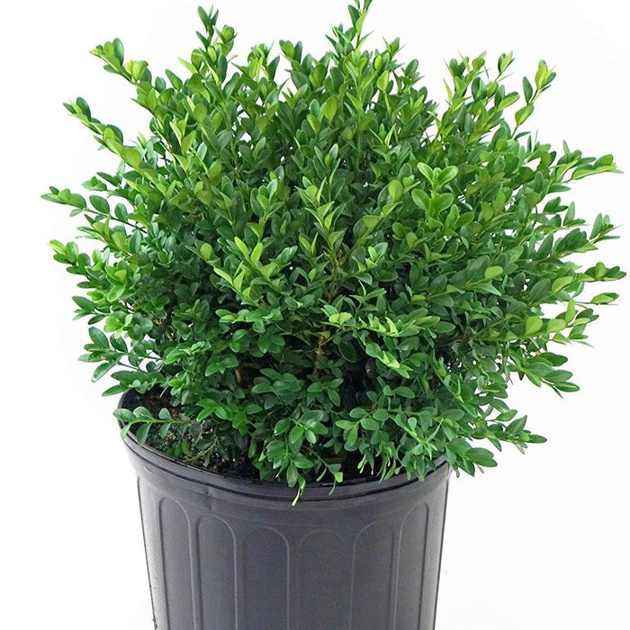 Green Velvet Boxwood — PlantingTree